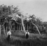 nella pineta